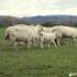 Madarquillos a los pies de Buitrago del Lozoya - Sierra Norte de Madrid;hoces del rio duraton piragu